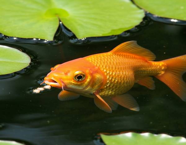Gestion du jeûne et alimentation