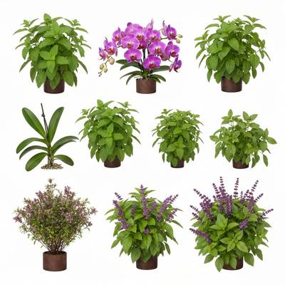 Du pak choi frais en aquaponie.