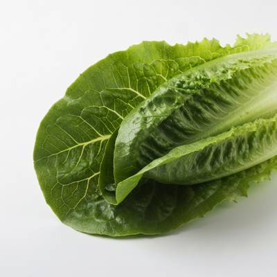 Des salades vertes poussant dans un système aquaponique.